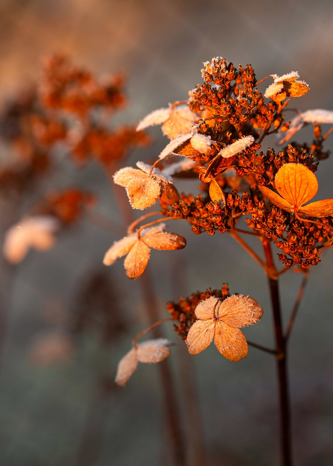 Frosted Autumn Flowers