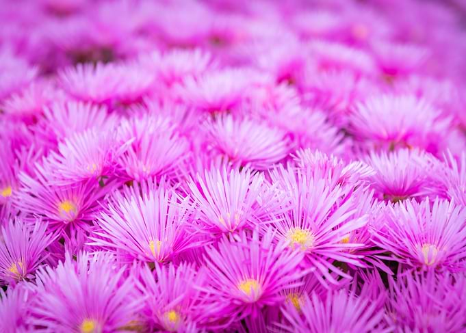 Pink Flower Field
