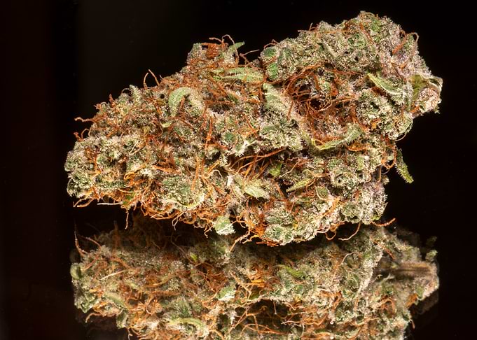 Cannabis Bud Close-Up