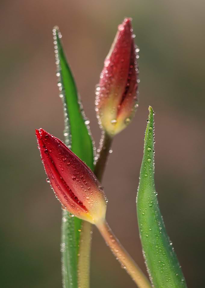 Red Tulip Buds with Dew