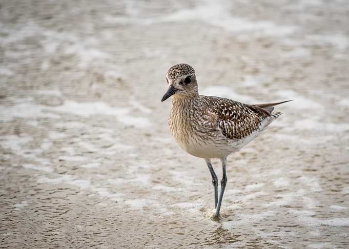 Shorebird on Sandy Beach