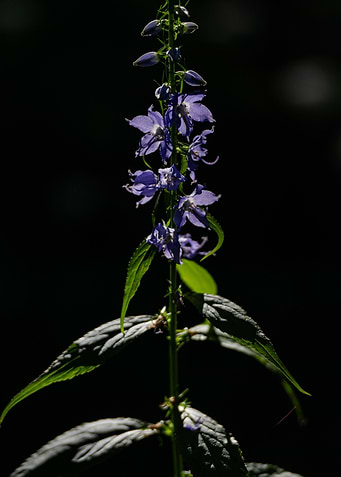 Purple Flowers in Dark