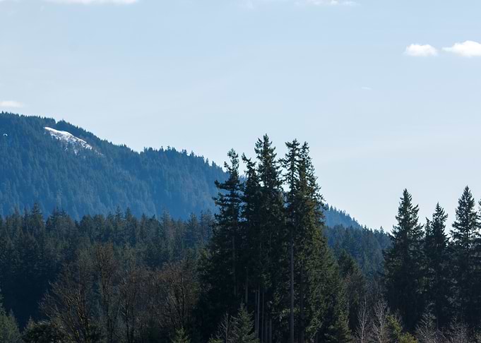 Forest Landscape with Snow-Capped Peak