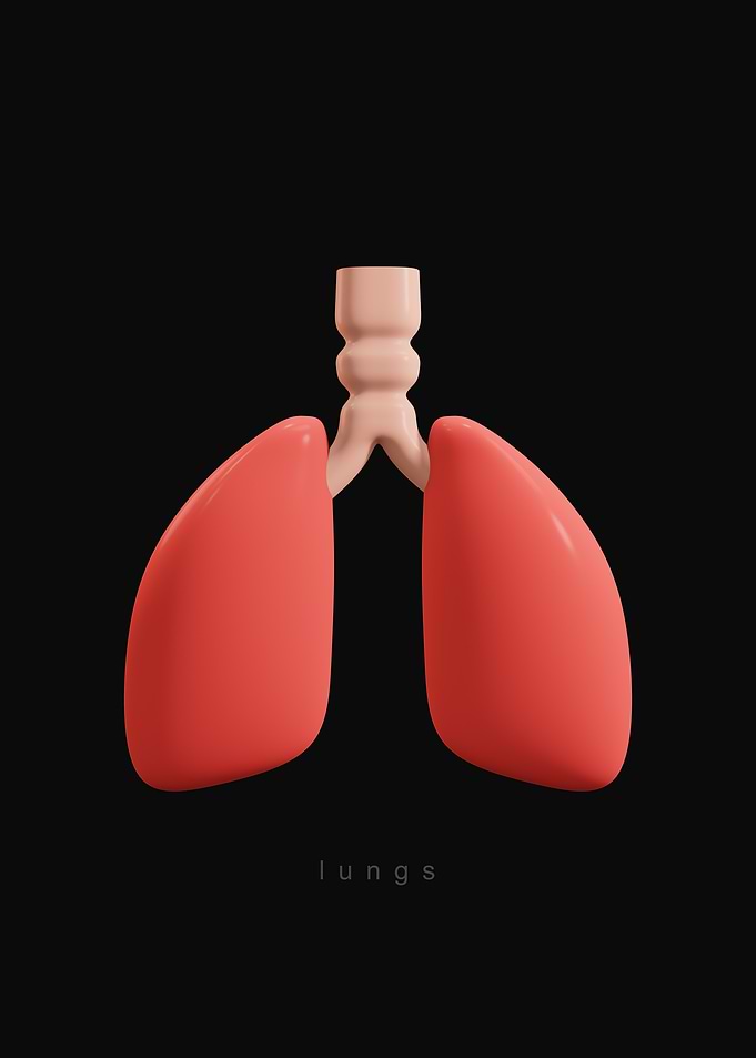 3D Lungs Illustration