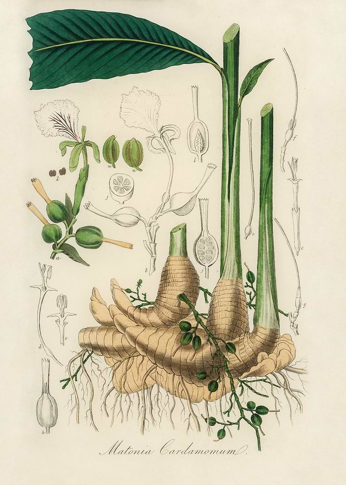 Cardamom Plant Illustration