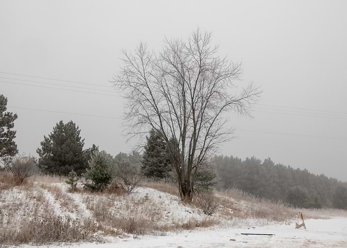 Winter Landscape with Bare Tree