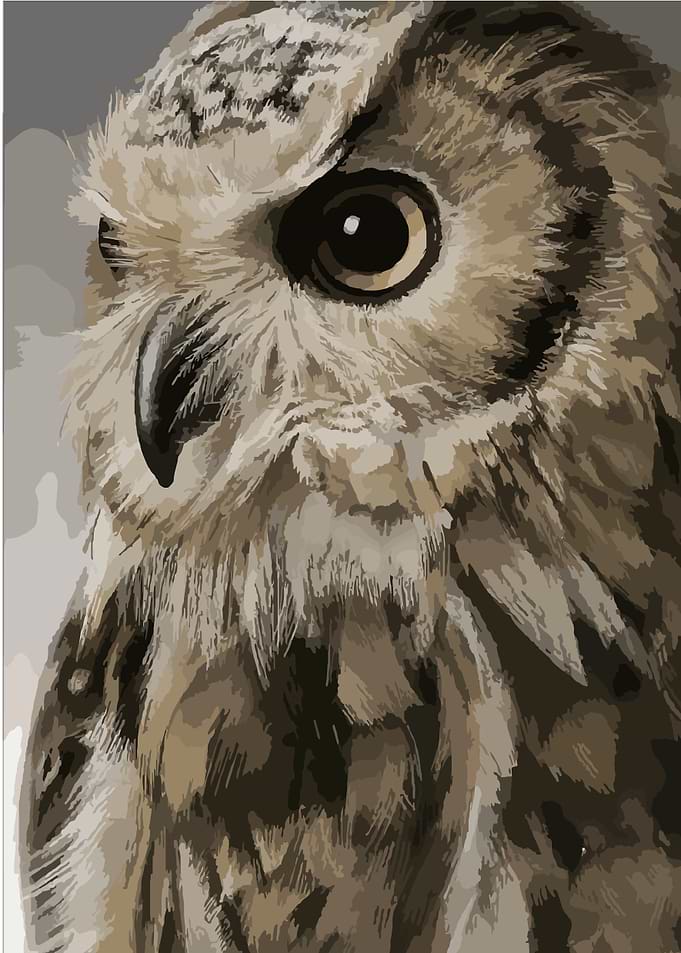 Close-Up Owl Portrait