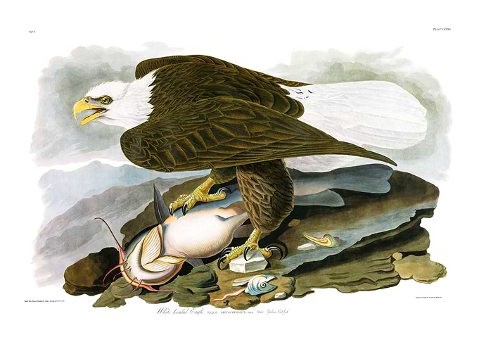 The Birds of America - White-headed Eagle