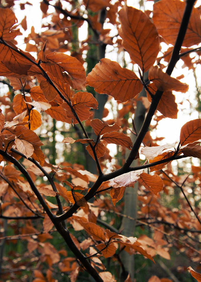 Autumn Leaves