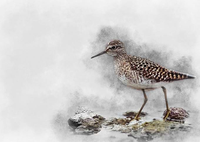 Waterbird on Rocks