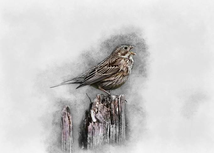Singing Bird on a Post
