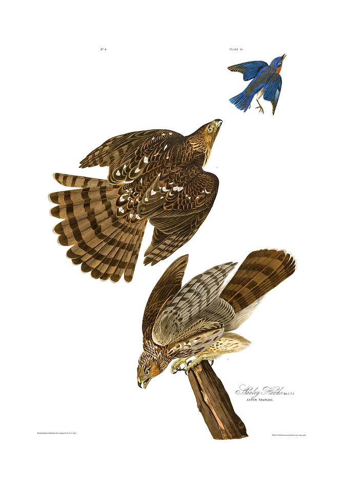 The Birds of America - Stanley Hawk