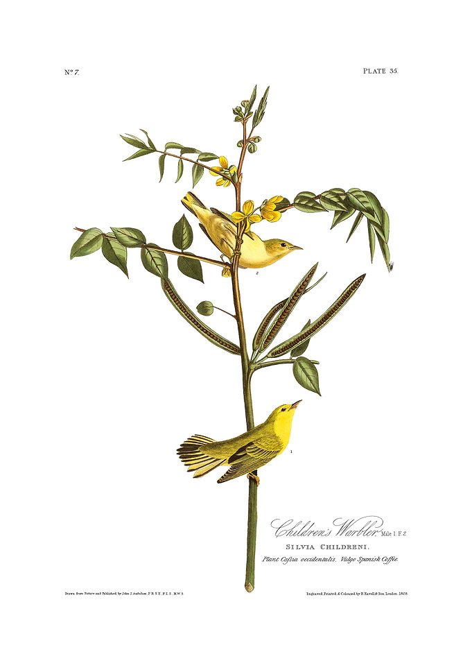 The Birds of America - Children's Warbler