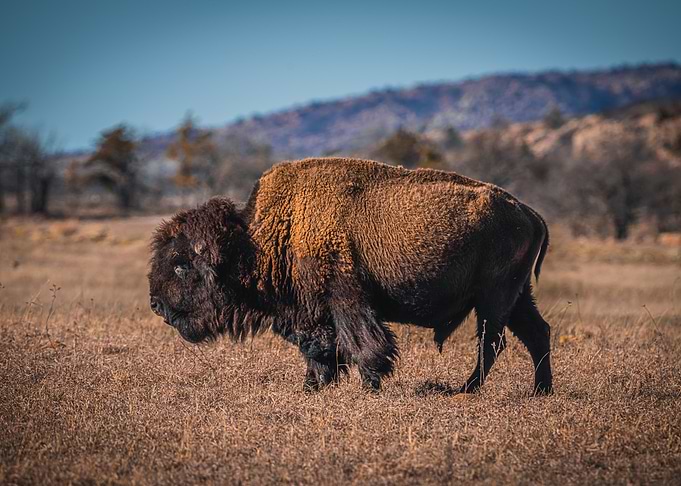 Bison in a Field