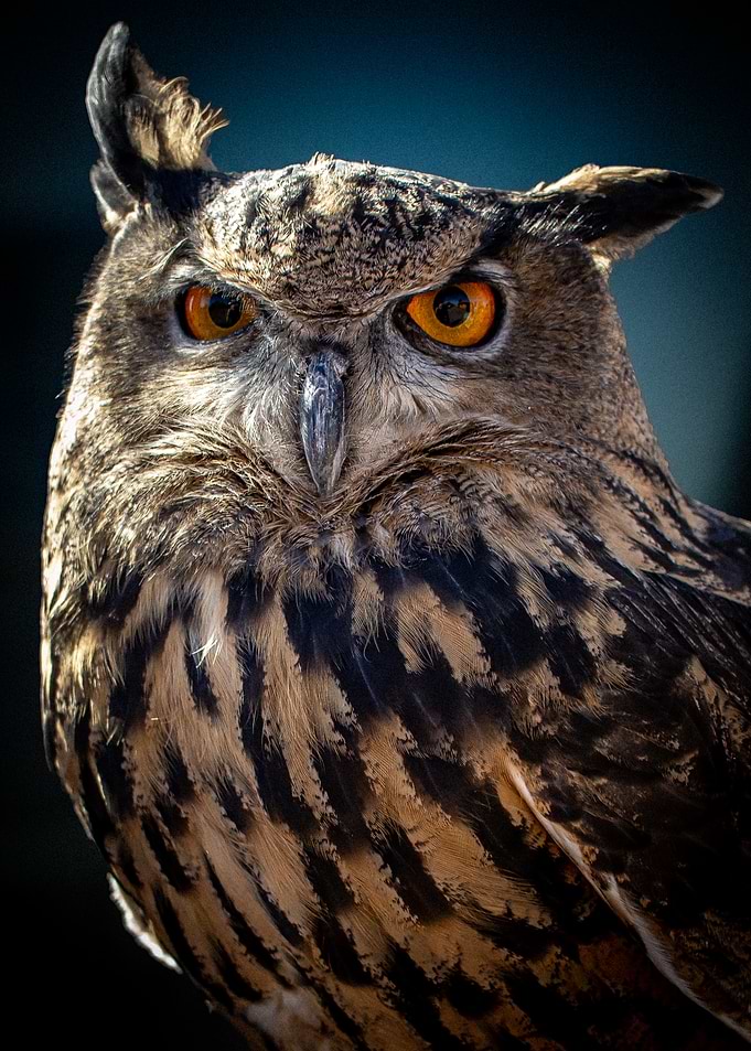 Eurasian Eagle Owl Portrait