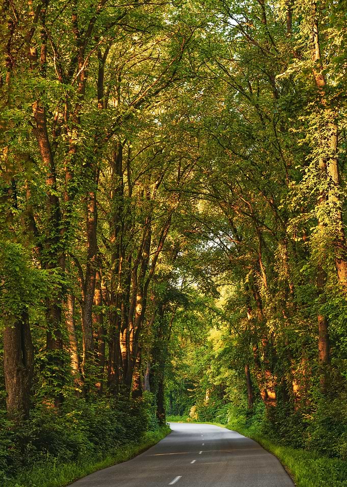 Forest Road