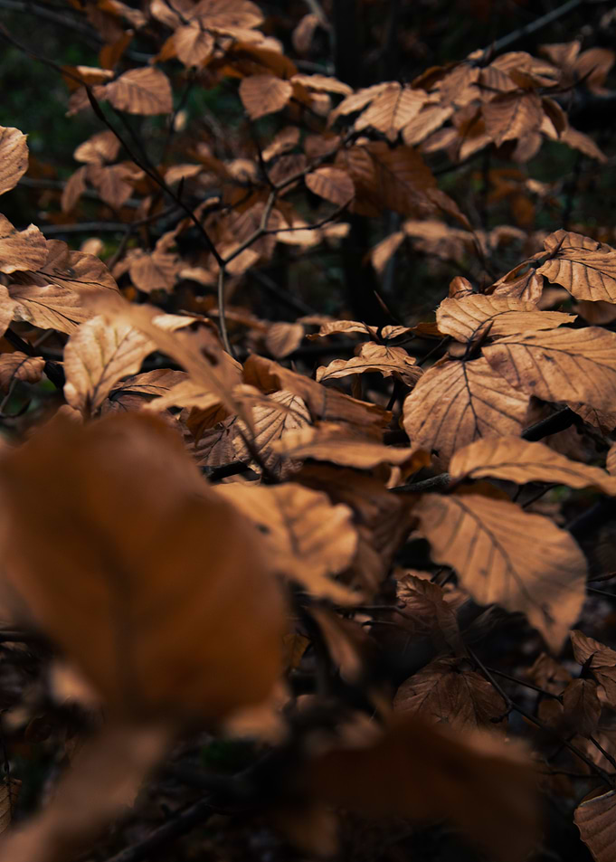 Autumn Leaves Close-Up