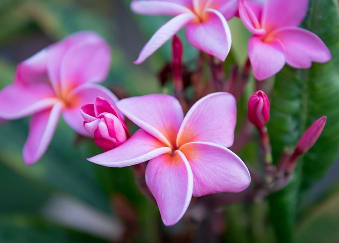 Pink Plumeria Flowers