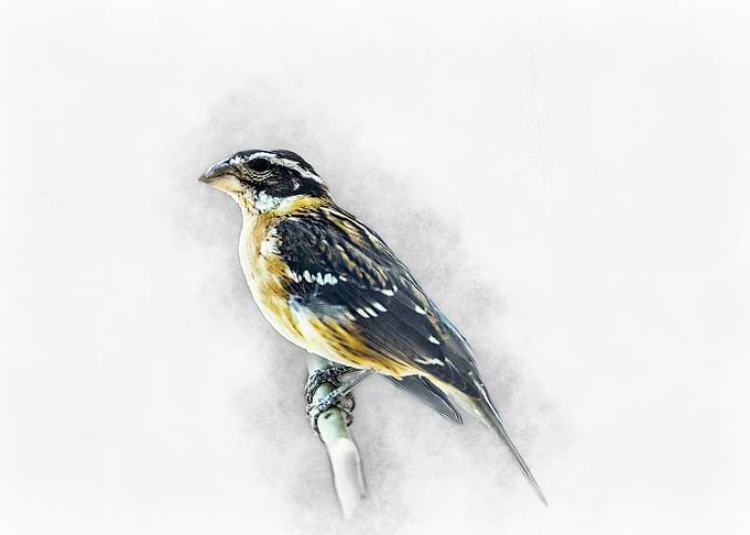 Bird Watercolor Painting
