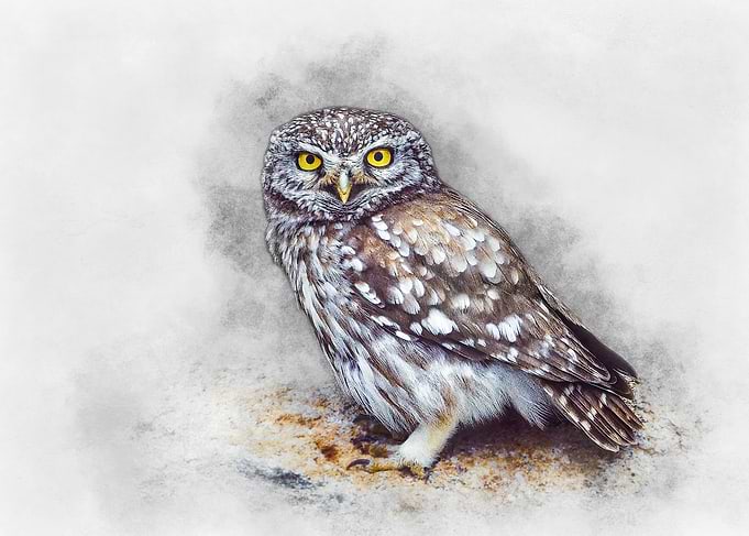 Little Owl Watercolor