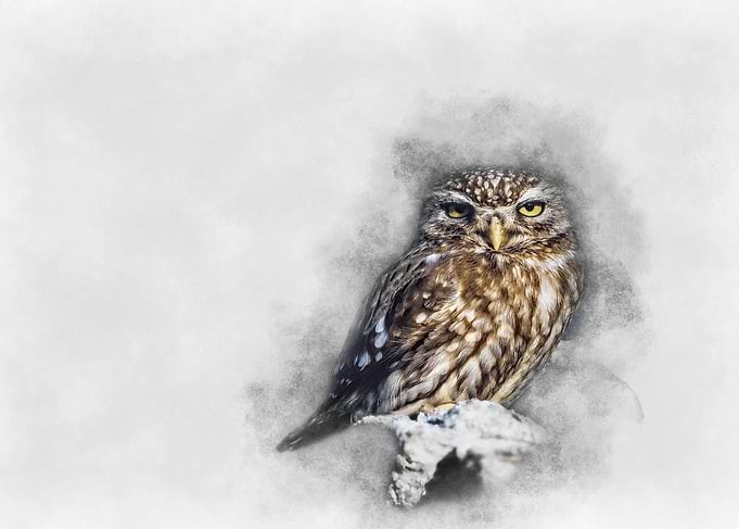 Little Owl Watercolor Painting