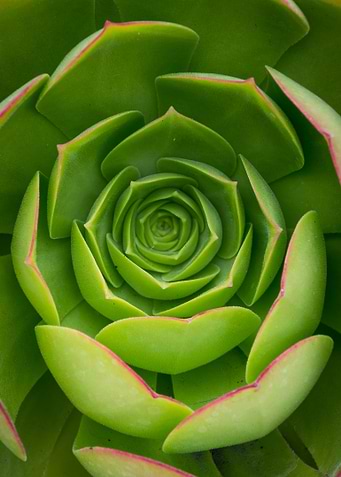 Succulent Close-Up