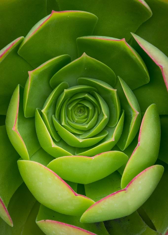 Succulent Close-Up