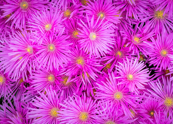Pink Flower Cluster