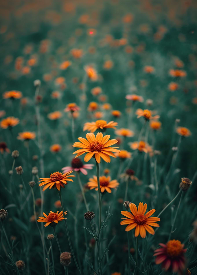 Golden Wildflowers in a Dreamy Meadow | Orange Wildflowers