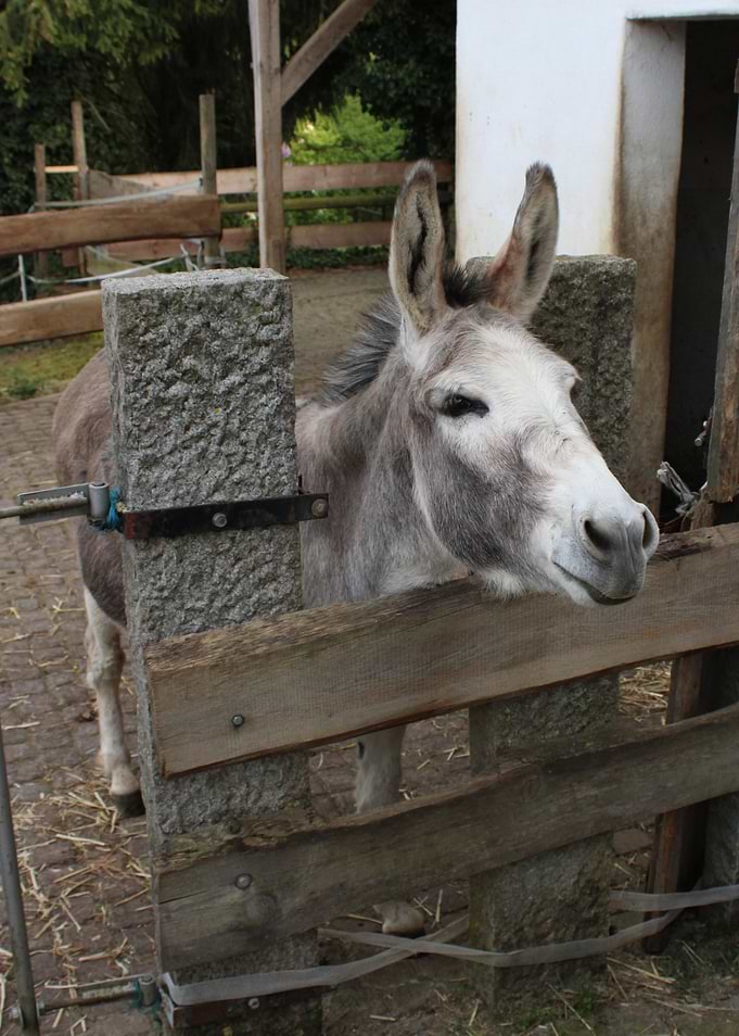 Donkey at a Fence