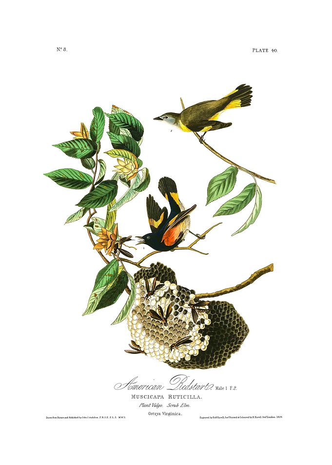 American Redstart