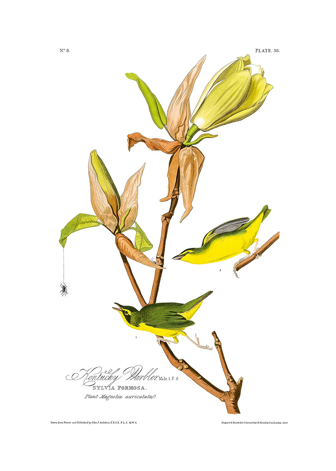 The Birds of America - Kentucky Warbler