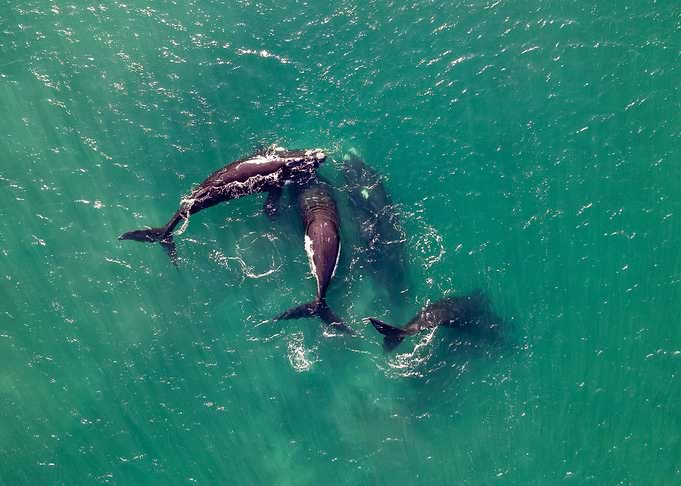 Whale Family in Turquoise Waters