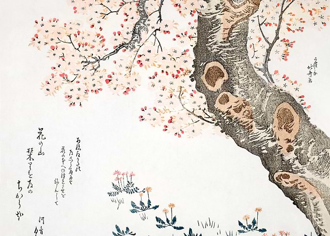 Cherry Blossom Branch - Japanese Art