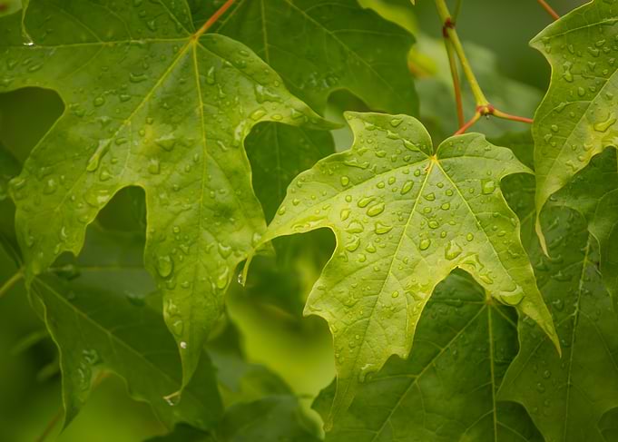 Dewy Maple Leaves