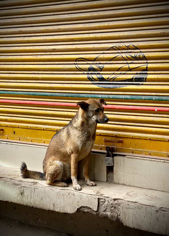 Dog Sitting by Yellow Shutter
