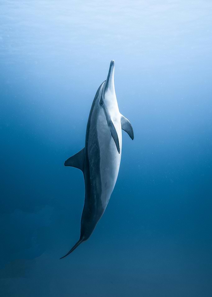 Dolphin Underwater