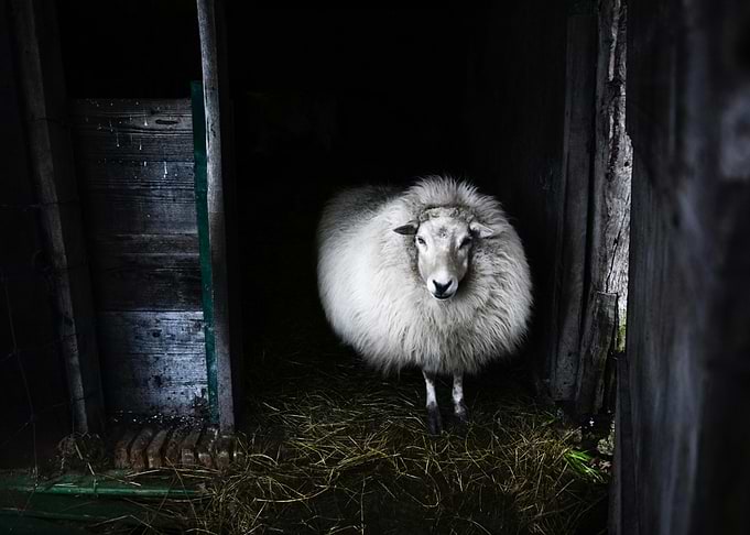 Sheep in a Barn
