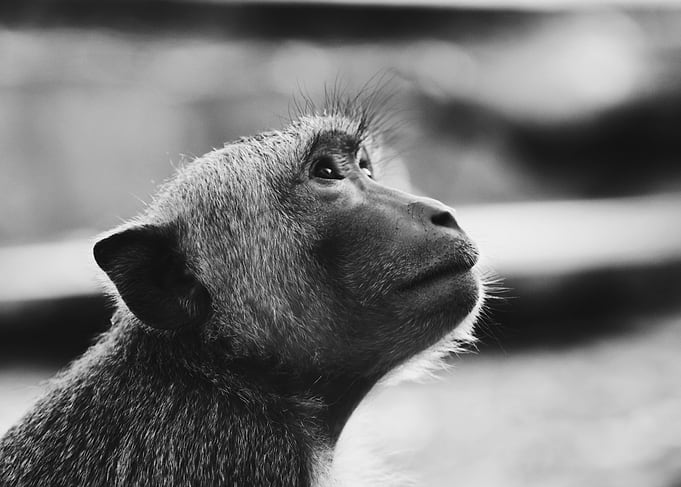 Curious Monkey Portrait