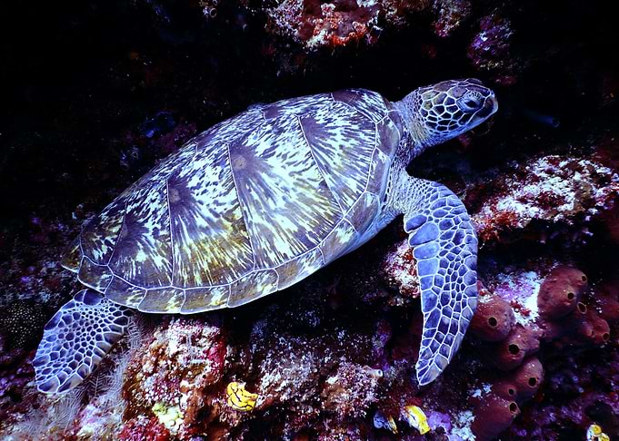 Sea Turtle on Coral Reef