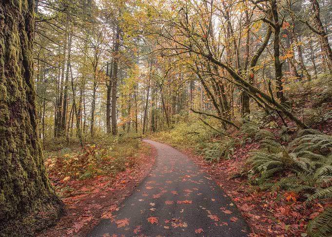 Oregon Autumn Forest Path