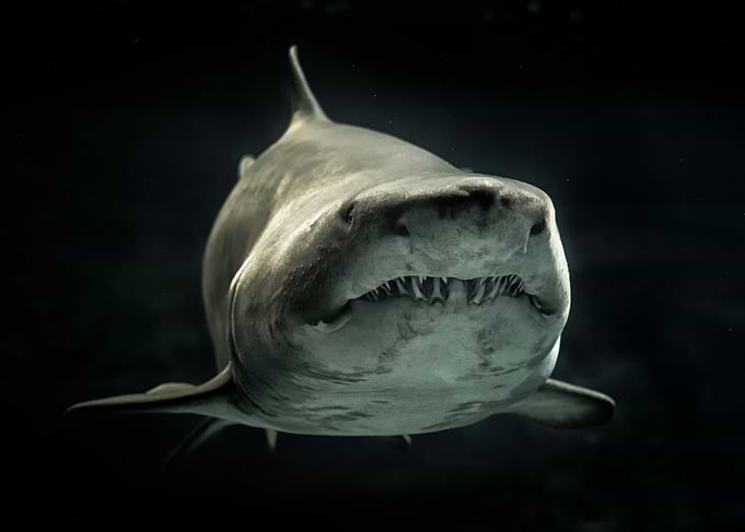 Shark Close-Up