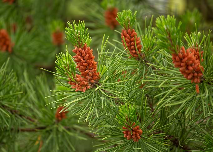 Pine Tree Branch with Cones