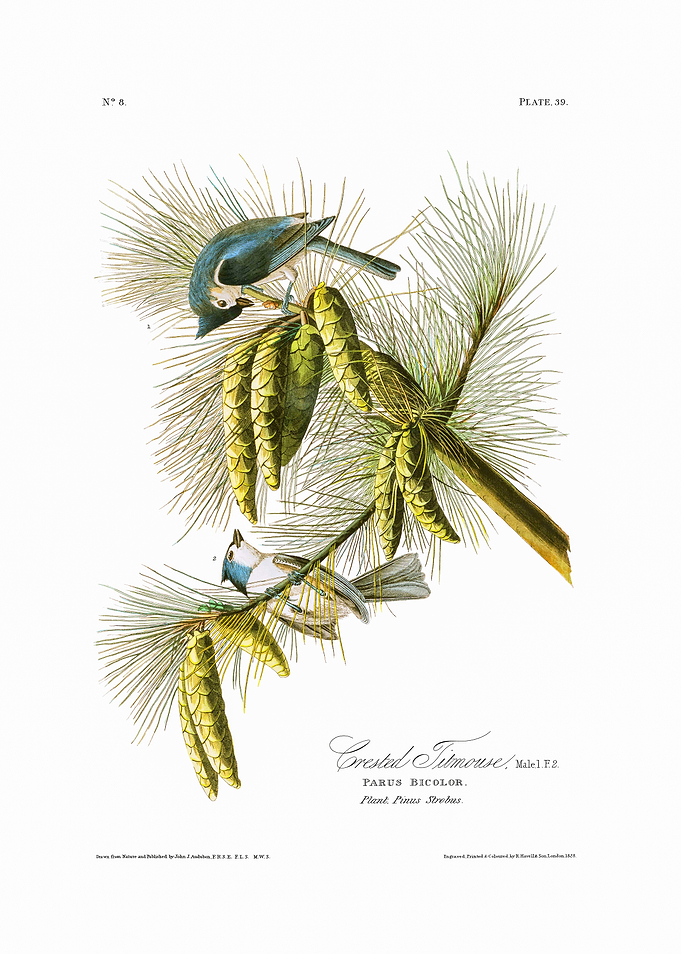 The Birds of America - Crested Titmouse