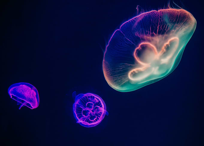 Jellyfish in Blue Water