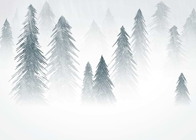 Misty Pine Forest