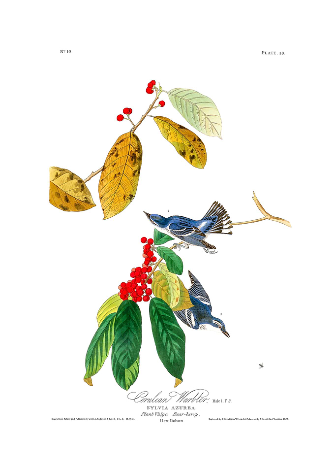 The Birds of America - Azure Warbler