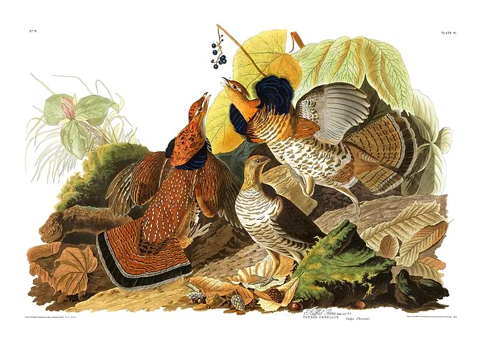 The Birds of America - Ruffed Grouse