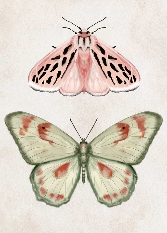 Two Butterflies Illustration