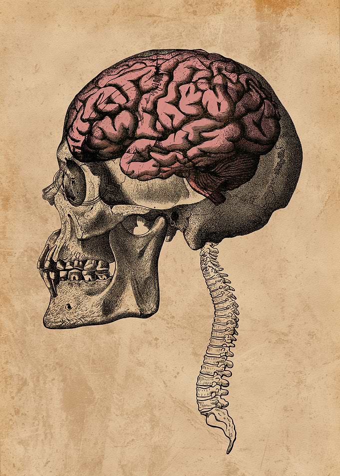 Neural Nexus
